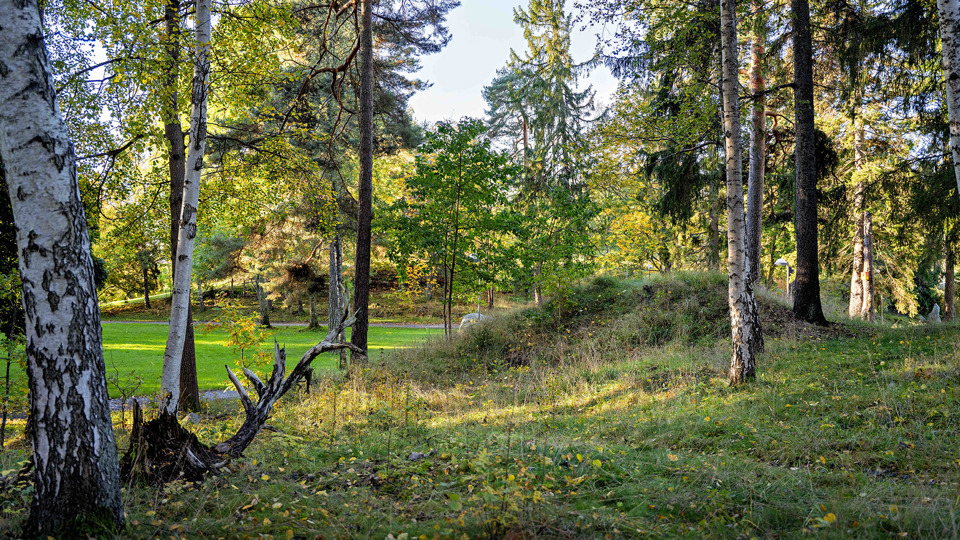 Öppen gräsyta skymtar vid sidan om en gräskulle som omges av björkträd.