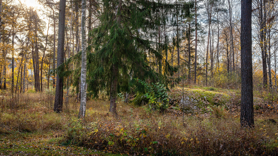 Skog och en mindre stenhäll täckt med mossa.