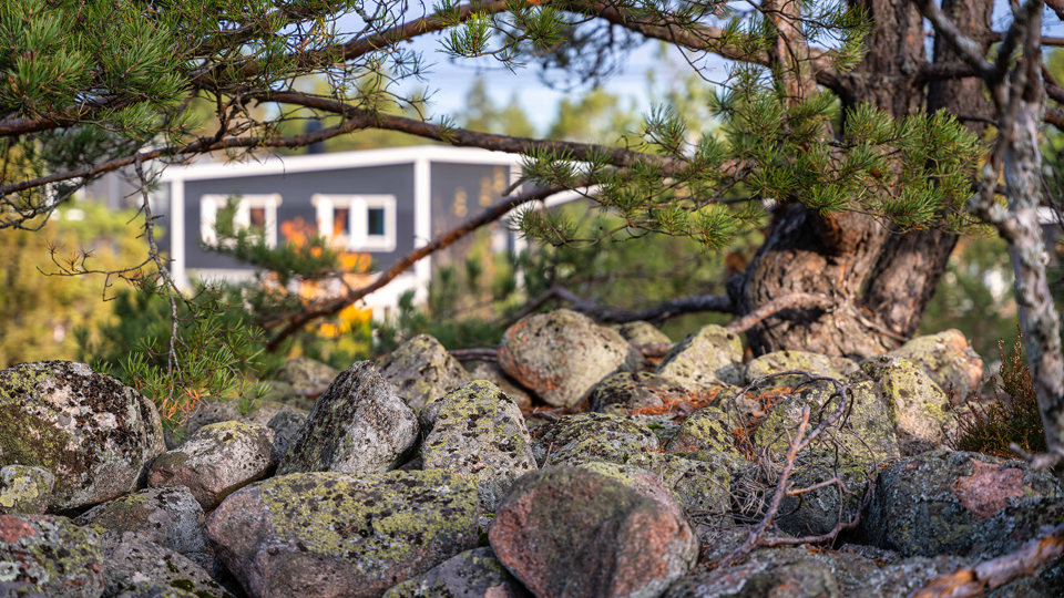 Stenröse i närbild, foto.