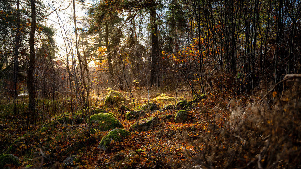 Solbelysta stenar i skogsmiljö, foto. 