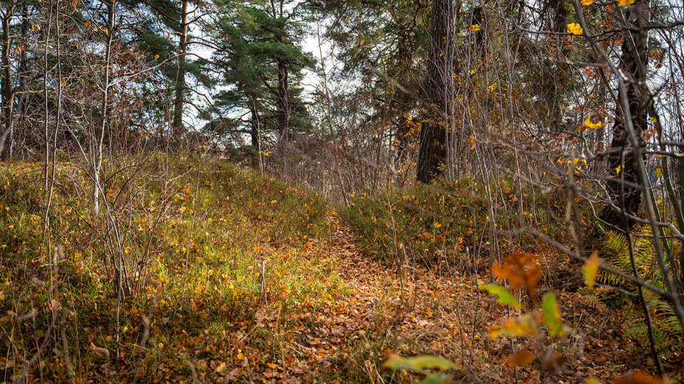 Högar i höstigt skogsområde, foto.