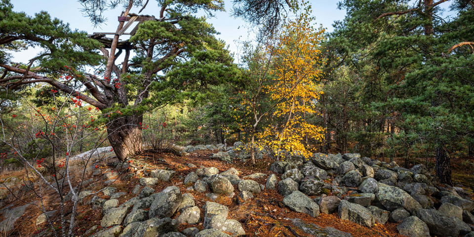 Stenar i en hög omgivet av träd. Ett stort träd vid toppen av stenkullen.
