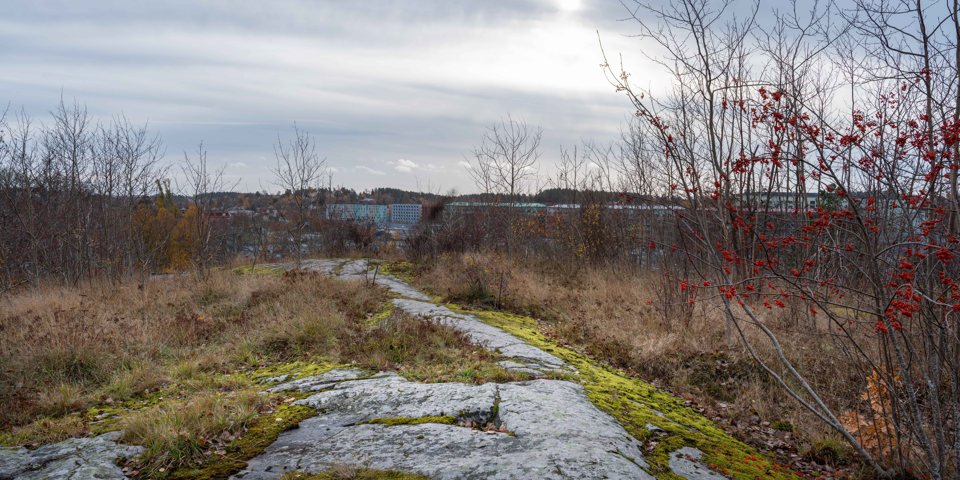 Ett berg med mossa, gräs och träd med utsikt mot bostadshus.