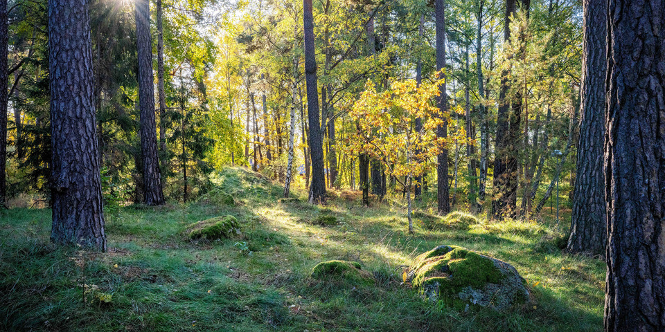 Solstrålar genom träden som lyser upp skogsdunge med träd och stenar.