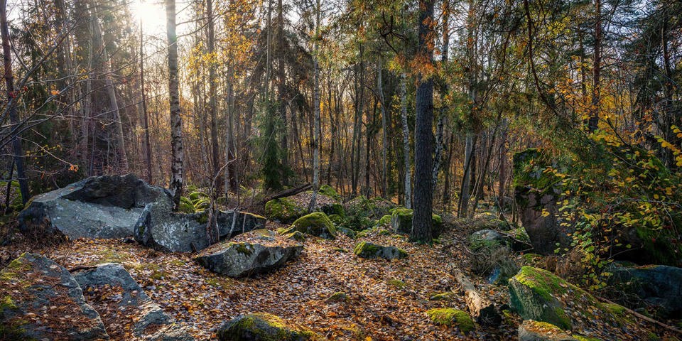 Solbelysta stenar täckta av höstlöv i enskogsdunge, foto.
