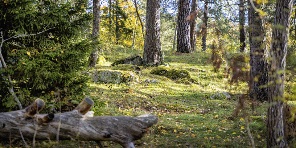 Solbelysta stenar i en skogsdunge, foto.