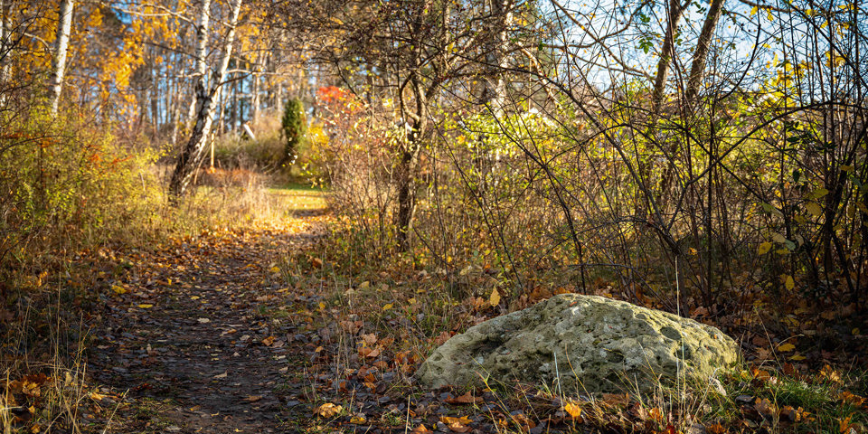 Gropig sten intill solbelyst gångstig, foto.