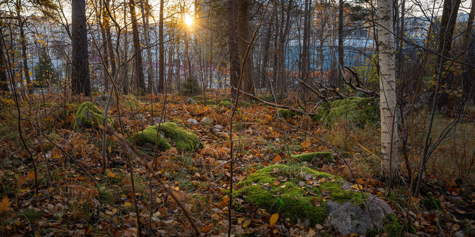 Stenar täckta av mossa i skogsområde, foto.