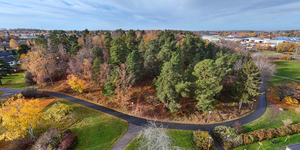 Översikt över skogsdunge och väg, foto.