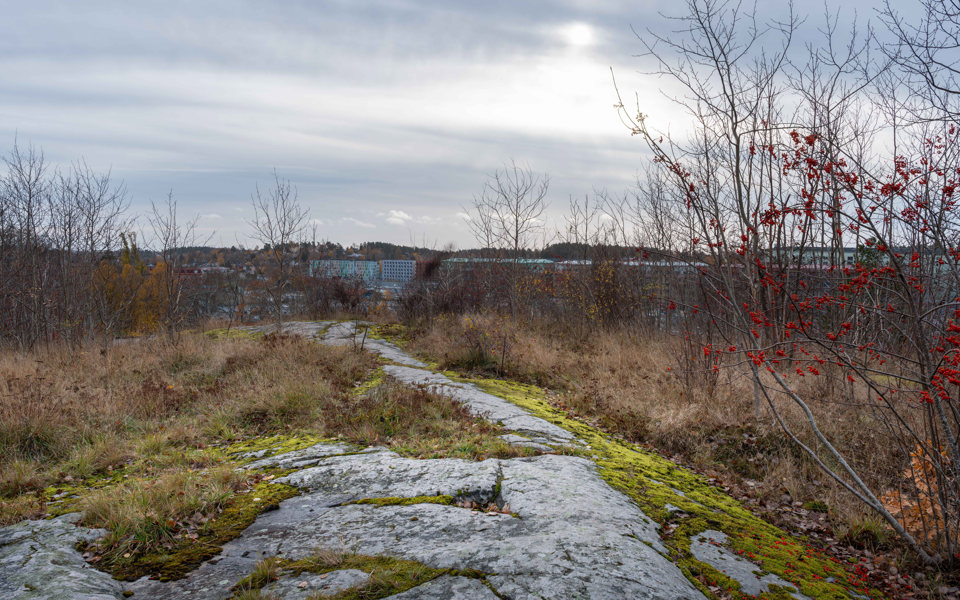 Ett berg med mossa, gräs och träd med utsikt mot bostadshus.