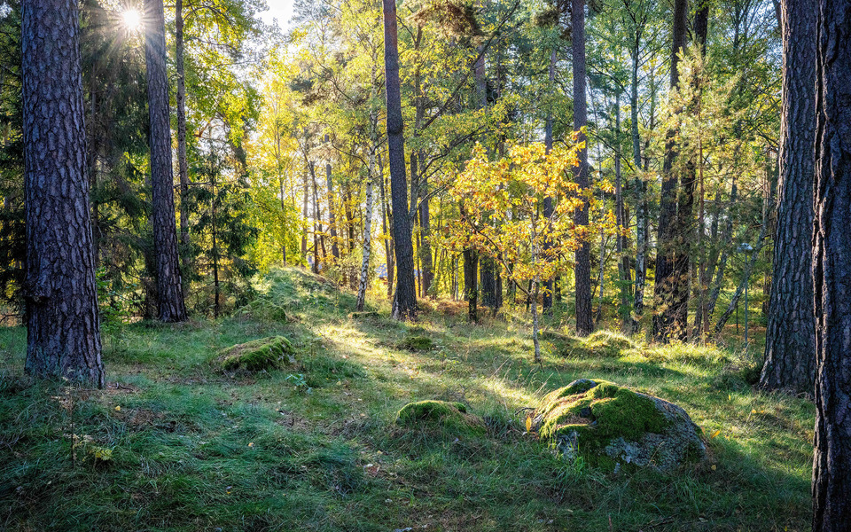 Solstrålar genom träden som lyser upp skogsdunge med träd och stenar.