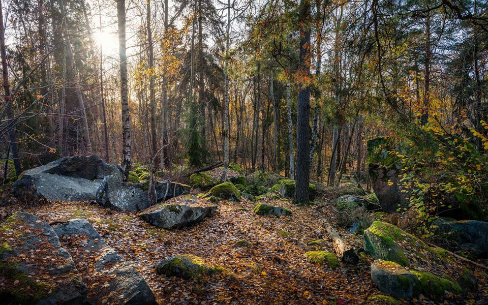 Solbelysta stenar täckta av höstlöv i enskogsdunge, foto.