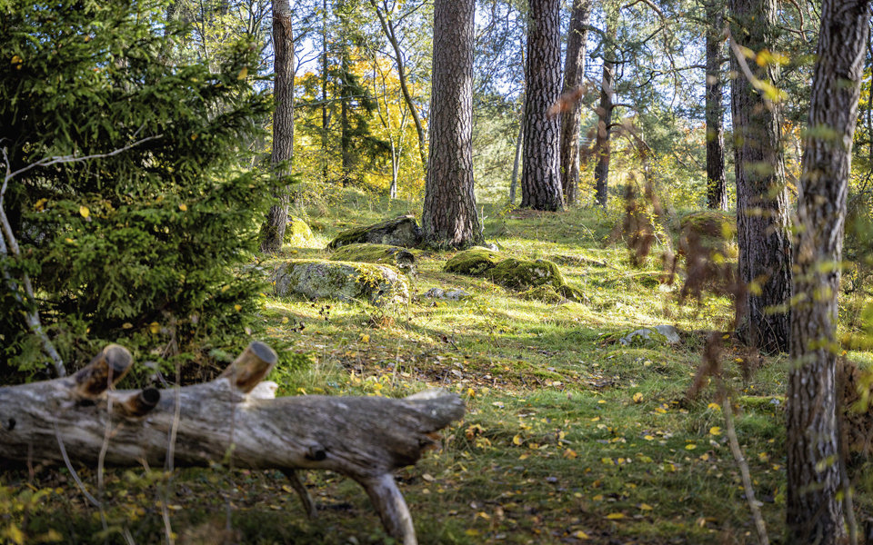 Solbelysta stenar i en skogsdunge, foto.