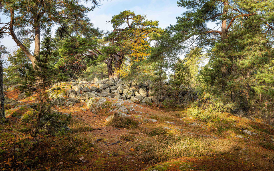 Kulle med stenar utspridda och tallar runt om.