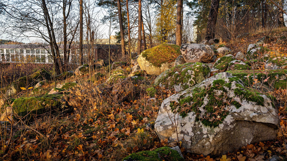 Stora stenar med mossa i en skogsbacke. Hus i bakgrunden. Foto.