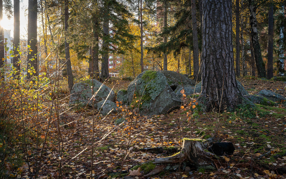 Flera stora stenar invid ett träd i en skog. Solen lyser in från sidan.