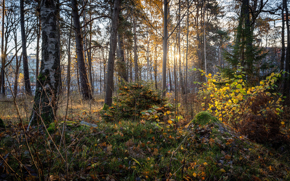 Mossbevuxna stenar i skogsparti, foto.