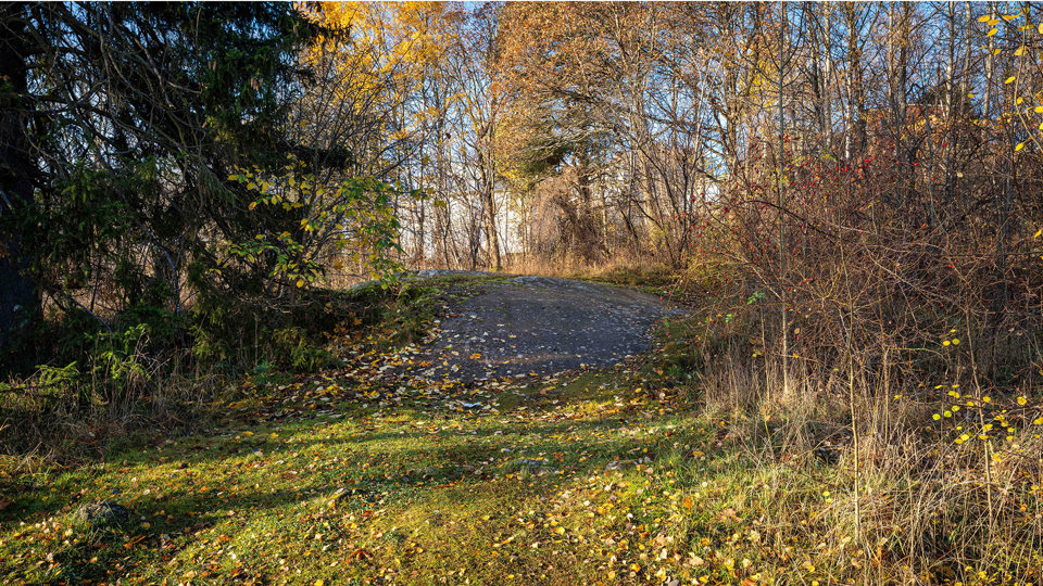 En solbelyst gräsyta med en stenhäll i bakgrunden omgiven av träd.