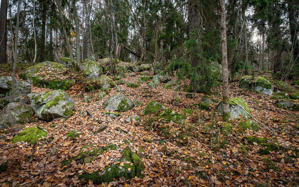 Stenar i skogsparti täckta av höstlöv, foto.